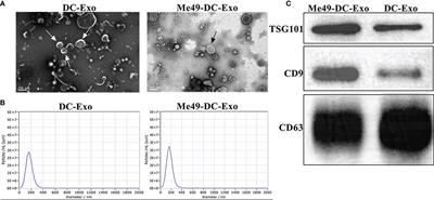 Anti-Tumoral Effect and Action Mechanism of Exosomes Derived From Toxoplasma gondii-Infected Dendritic Cells in Mice Colorectal Cancer